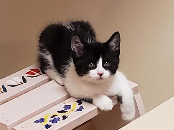 Blue, ADOPTABLE, Kitten Male Domestic Short Hair.