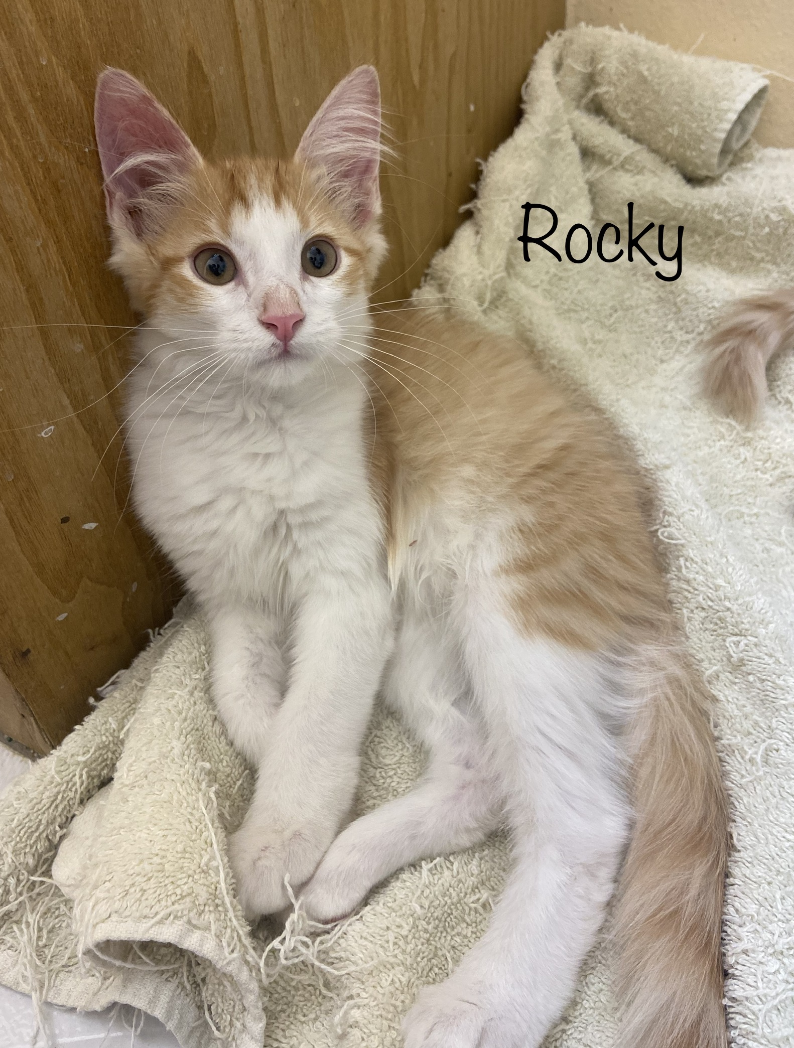 Rocky, an adoptable Domestic Medium Hair in Mabank, TX, 75156 | Photo Image 1