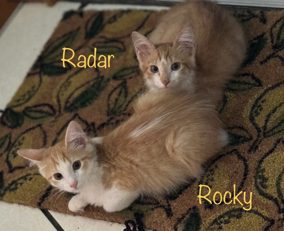 Rocky, an adoptable Domestic Medium Hair in Mabank, TX, 75156 | Photo Image 3