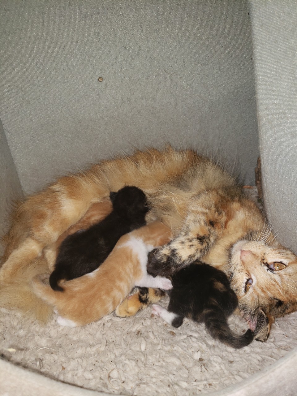 Rocky, an adoptable Domestic Medium Hair in Mabank, TX, 75156 | Photo Image 6