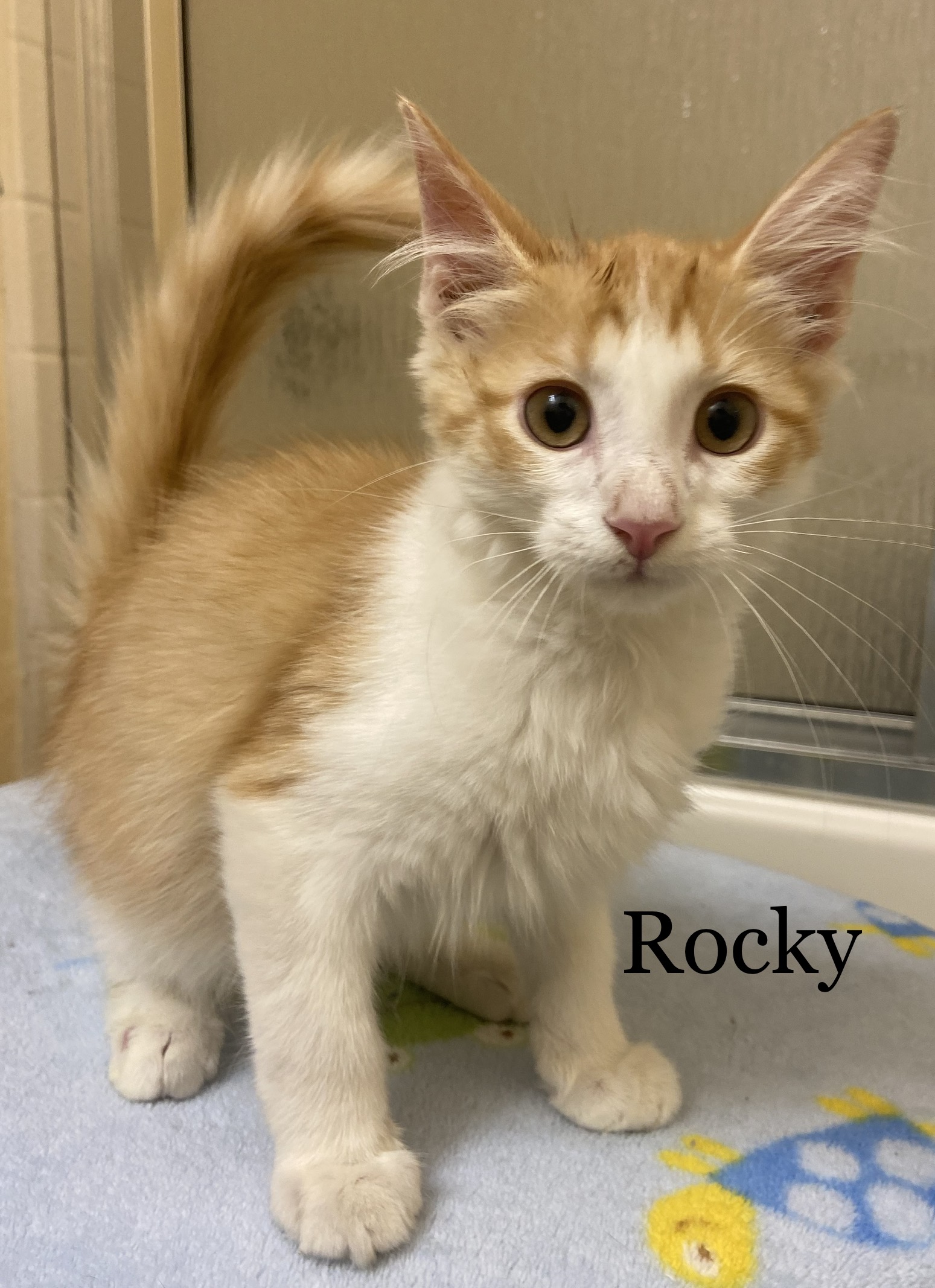 Rocky, an adoptable Domestic Medium Hair in Mabank, TX, 75156 | Photo Image 5