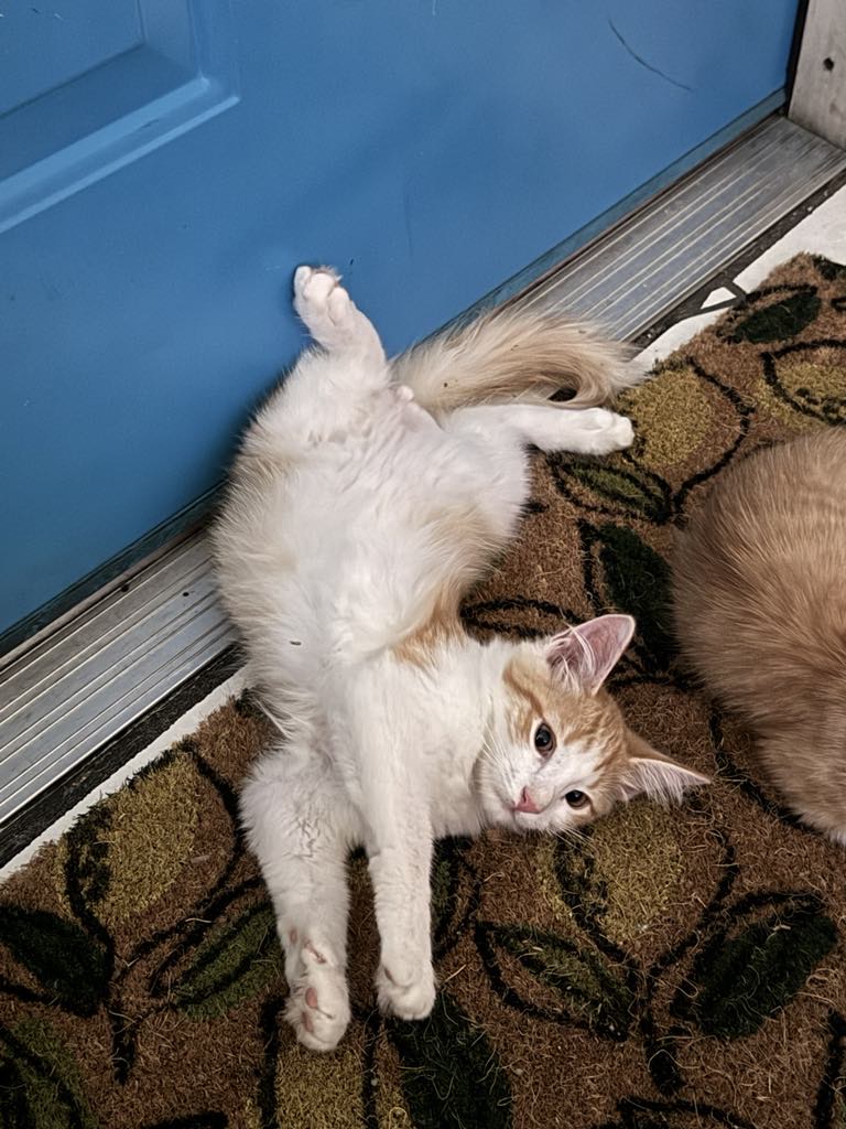 Rocky, an adoptable Domestic Medium Hair in Mabank, TX, 75156 | Photo Image 2