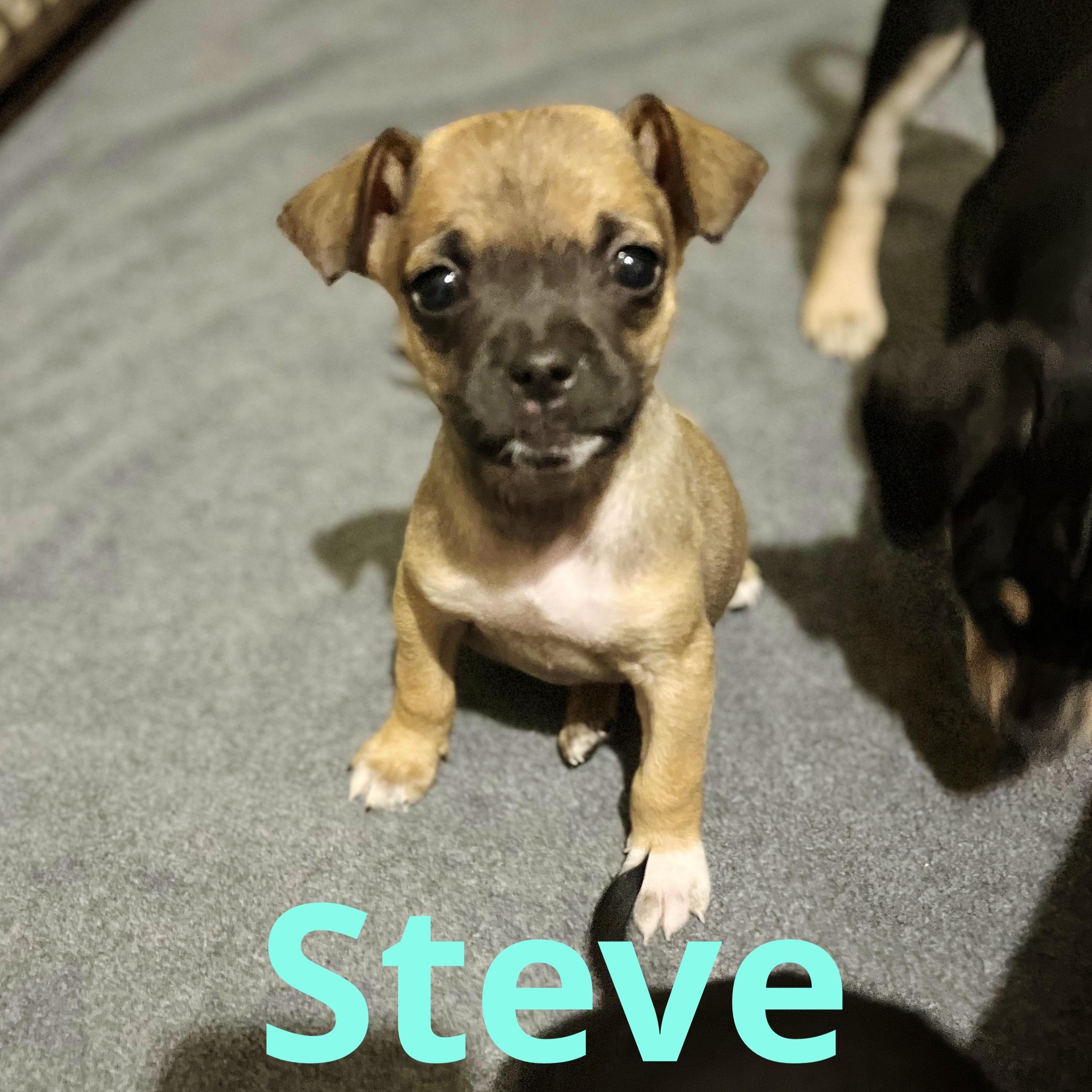 Enlarge Steve, a Adopted mixed breed in Somerville, TX image 2/6