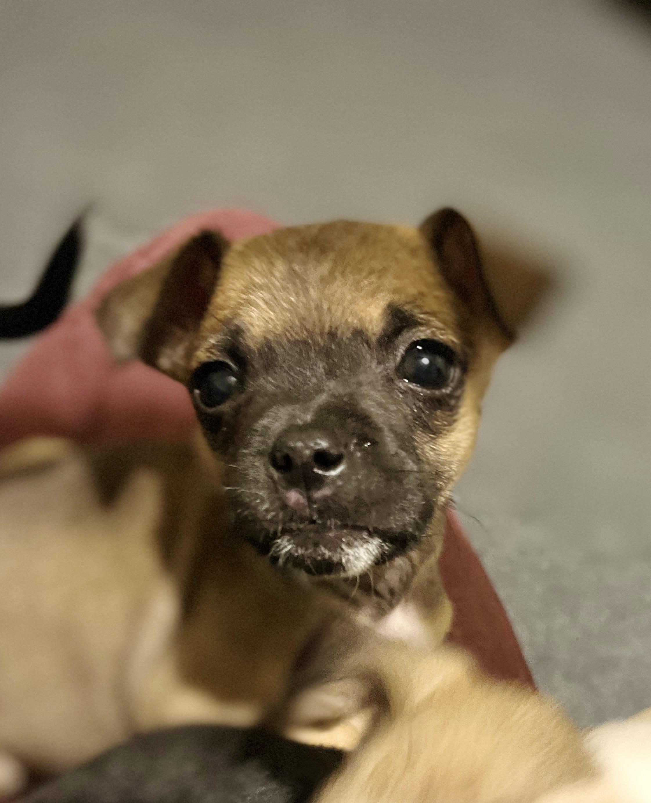 Enlarge Steve, a Adopted mixed breed in Somerville, TX image 3/6