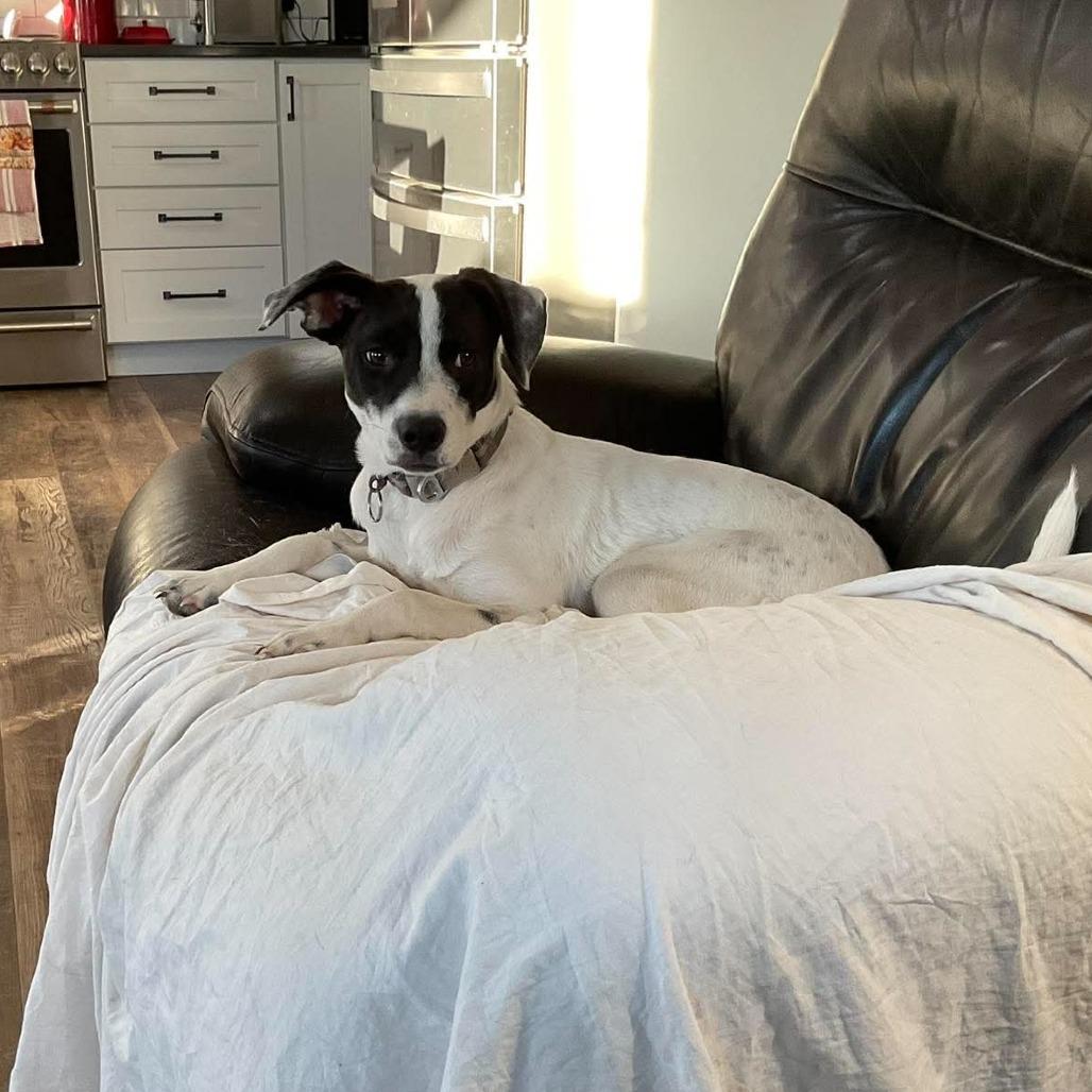 Marla, a Adoptable Mixed Breed in Bend, OR image 1/6