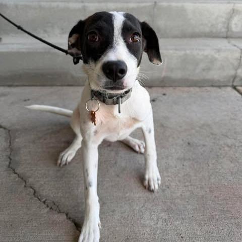 Marla, a Adoptable Mixed Breed in Bend, OR image 2/6