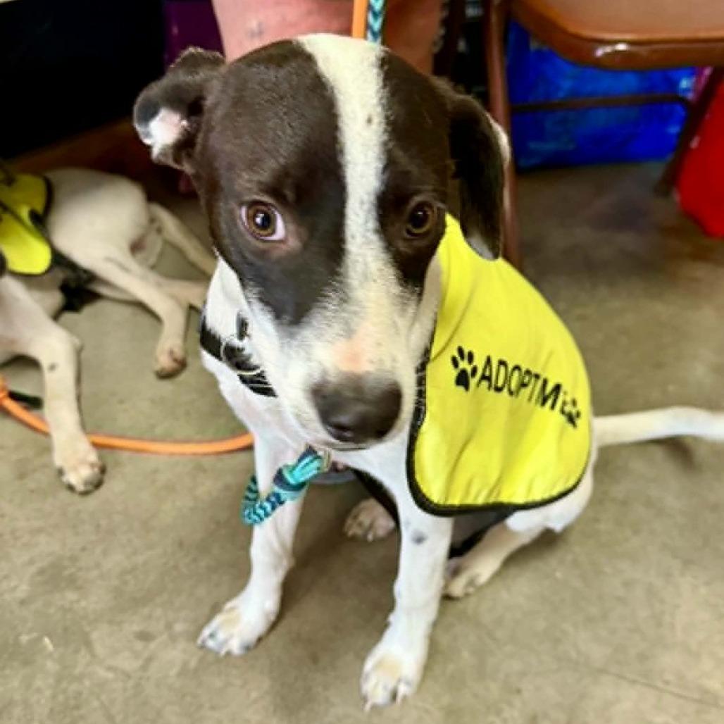 Marla, a Adoptable Mixed Breed in Bend, OR image 3/6