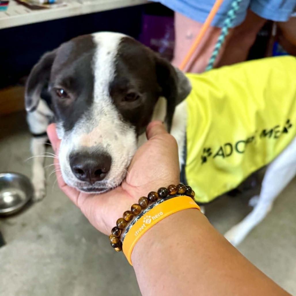 Marla, a Adoptable Mixed Breed in Bend, OR image 4/6