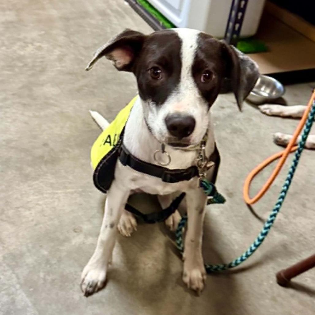 Marla, a Adoptable Mixed Breed in Bend, OR image 5/6