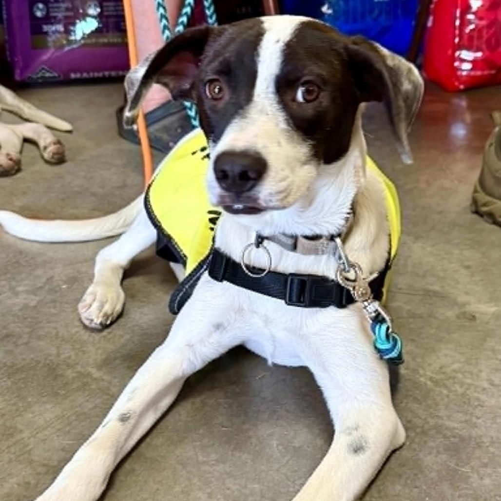 Marla, a Adoptable Mixed Breed in Bend, OR image 6/6