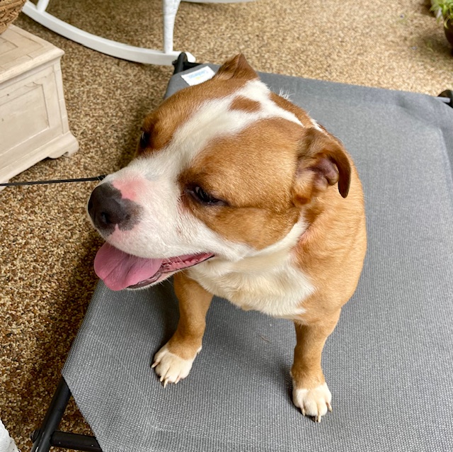 Dog for adoption Tevya, an English Bulldog in Greeneville, TN Petfinder