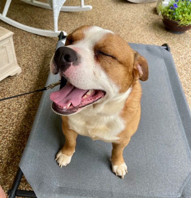 Dog for adoption Tevya, an English Bulldog in Greeneville, TN Petfinder