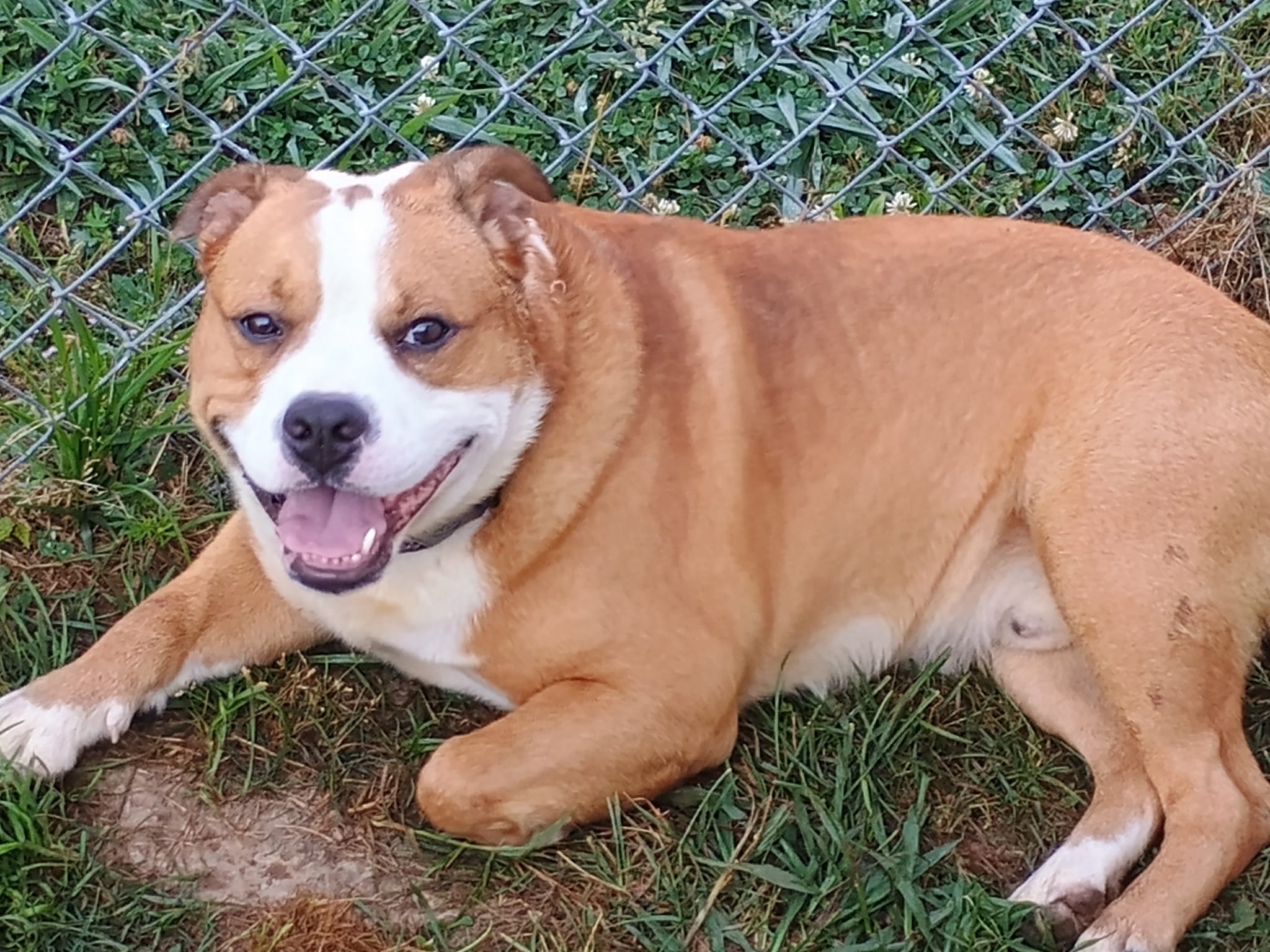 Dog for adoption Tevya, an English Bulldog in Greeneville, TN Petfinder