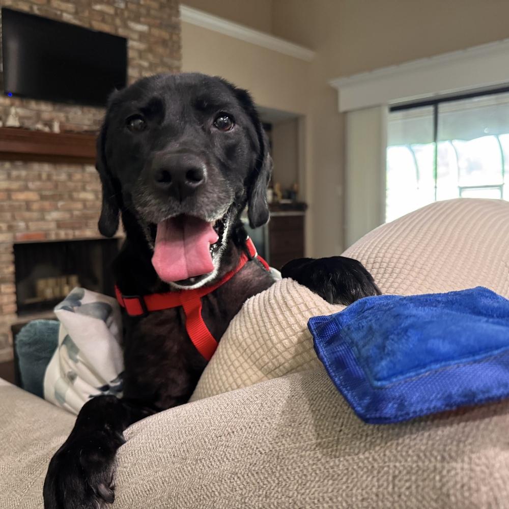 Shadow, Adoptable, Adult Female Labrador Retriever.
