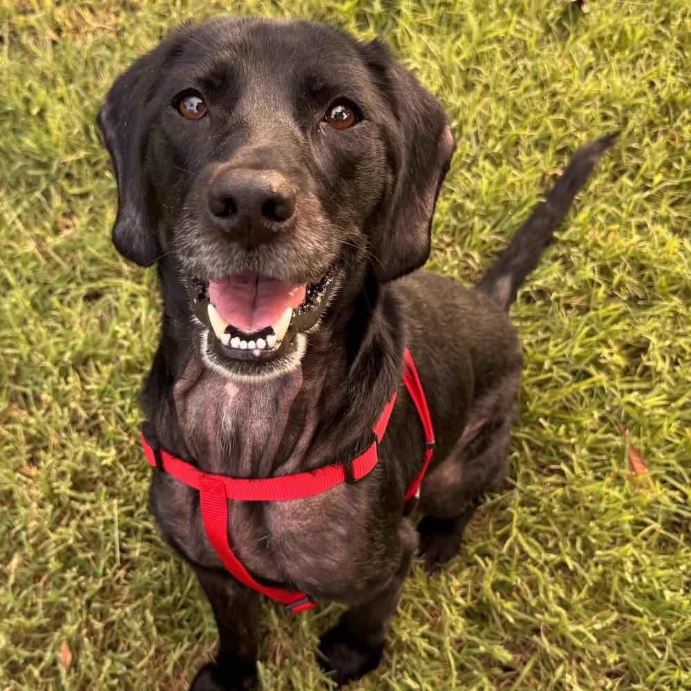 Enlarge Shadow, a Adoptable mixed breed in Orlando, FL image 2/6