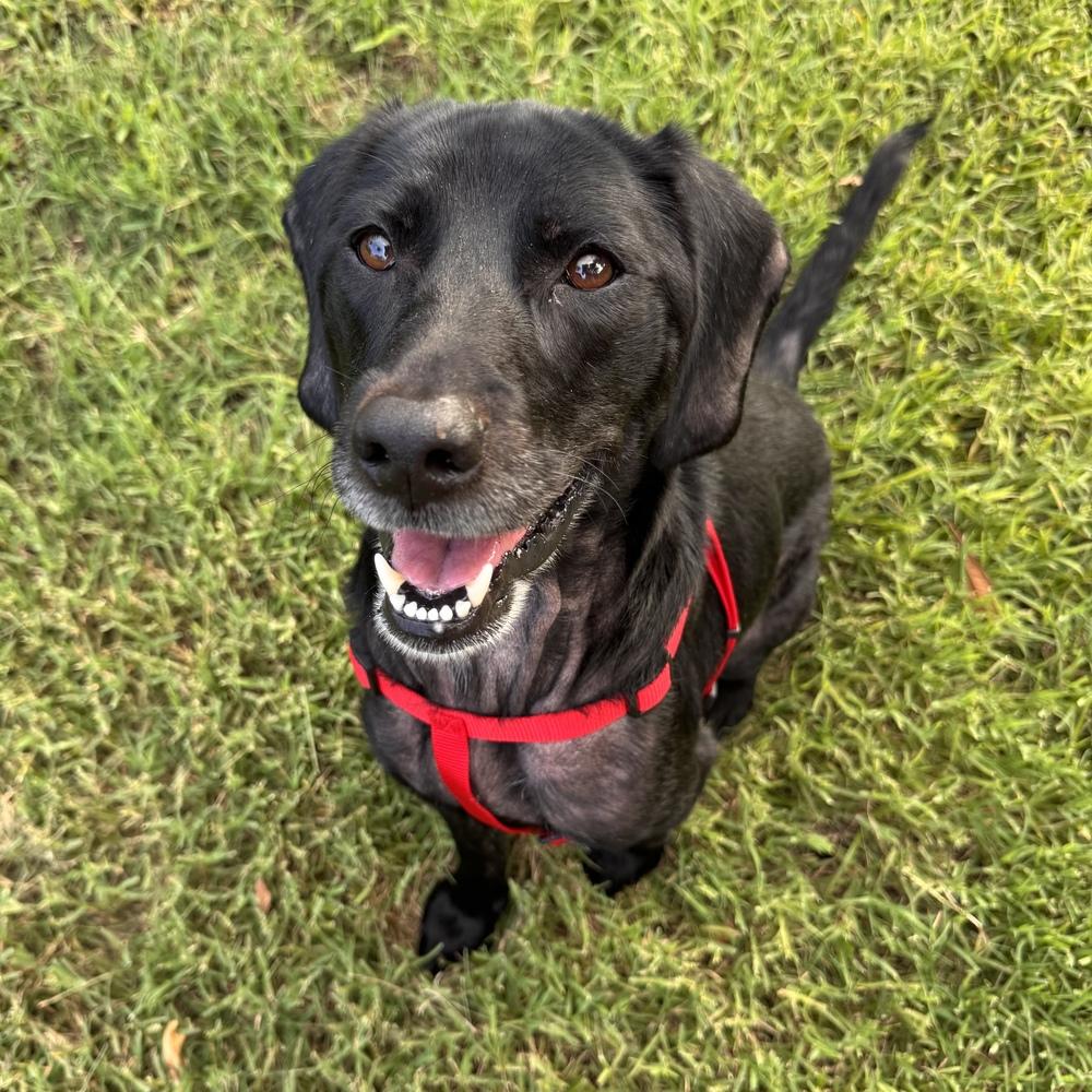 Enlarge Shadow, a Adoptable mixed breed in Orlando, FL image 3/6