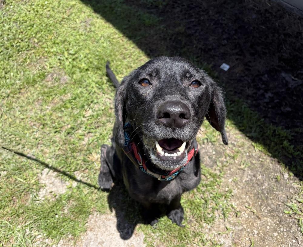 Enlarge Shadow, a Adoptable mixed breed in Orlando, FL image 4/6