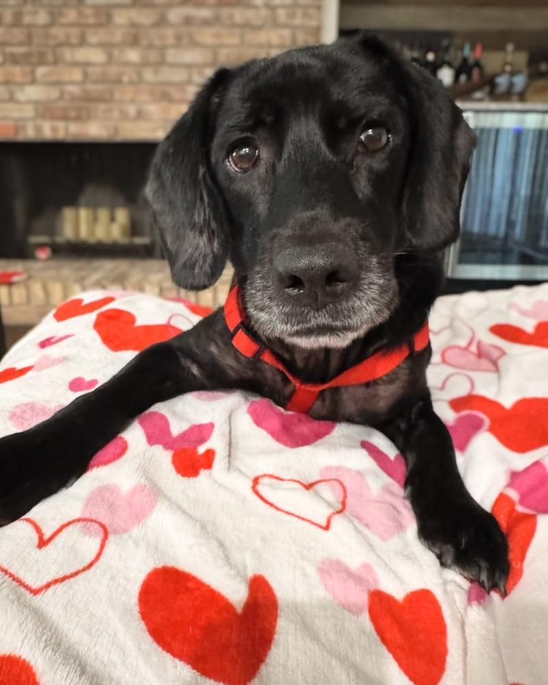 Enlarge Shadow, a Adoptable mixed breed in Orlando, FL image 5/6
