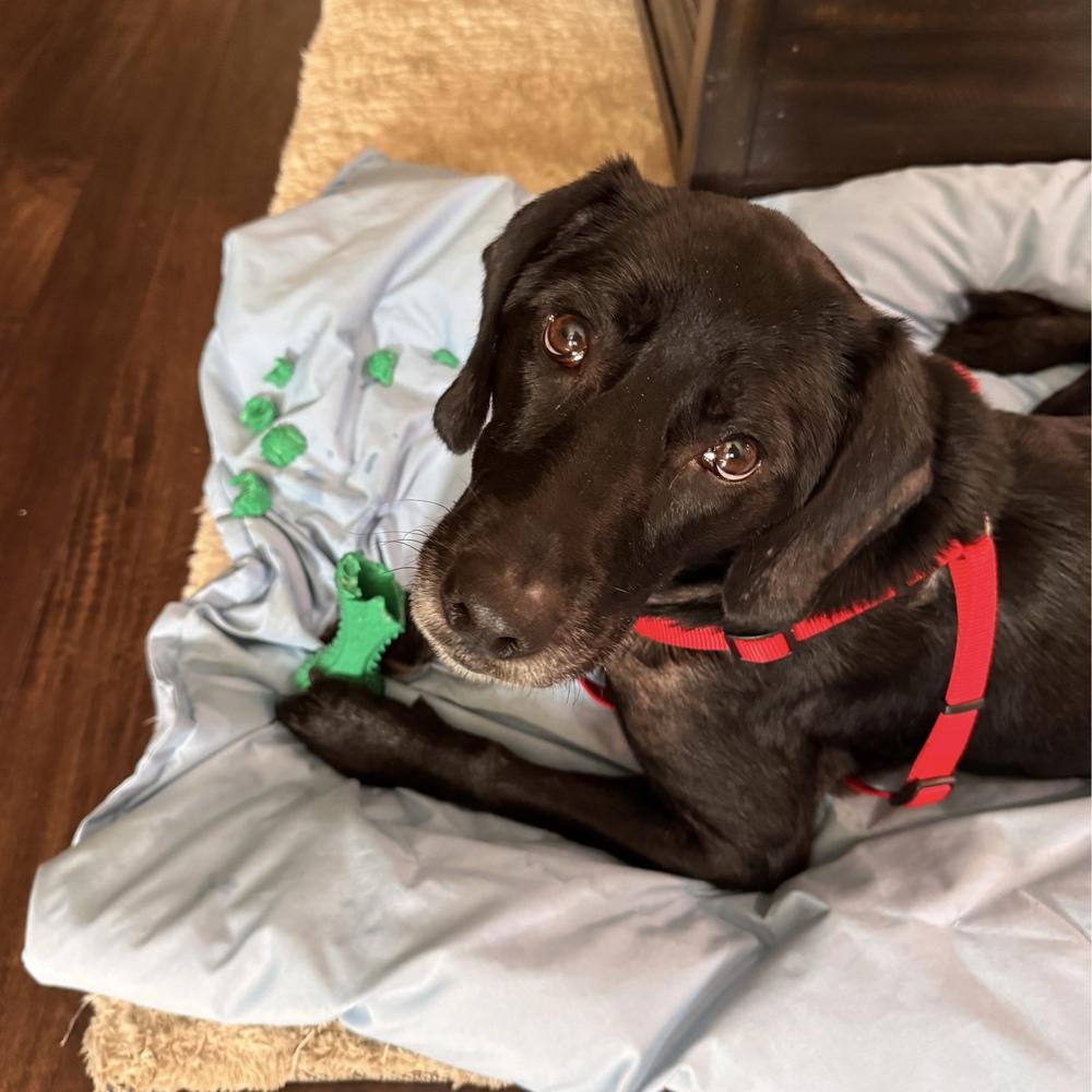Enlarge Shadow, a Adoptable mixed breed in Orlando, FL image 6/6