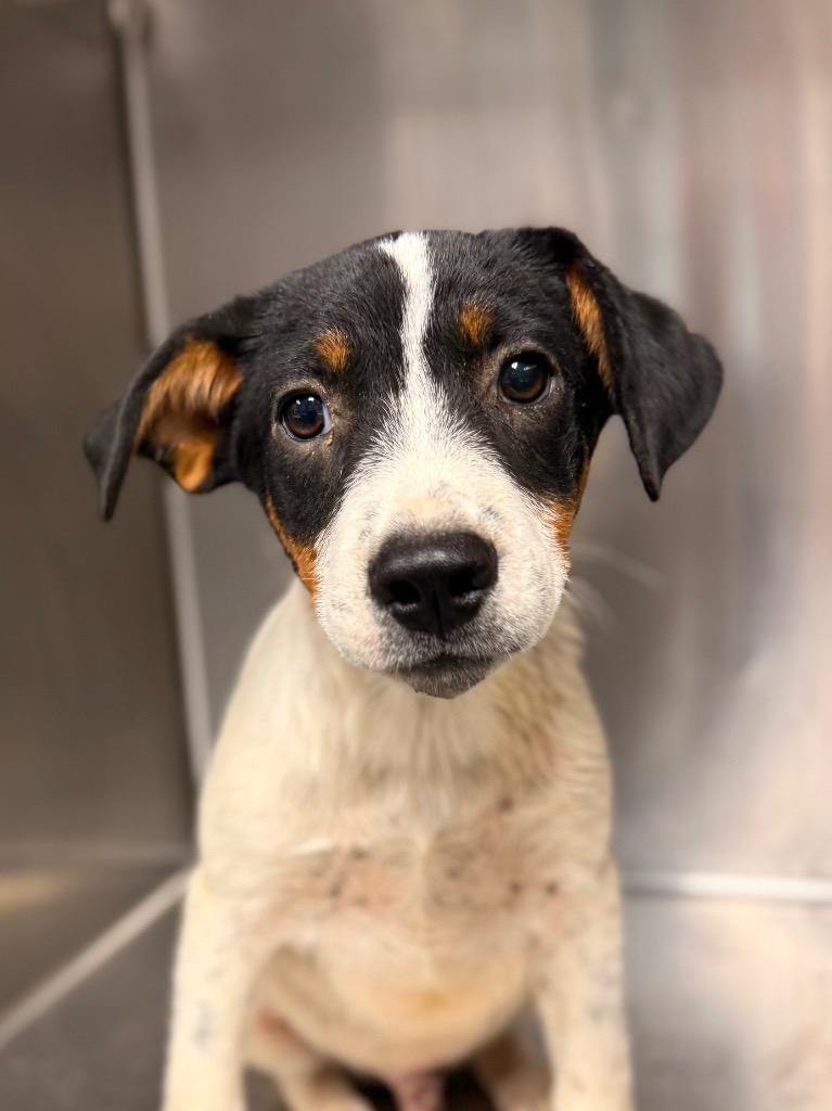 Ghoul, Adoptable, Young Male Mixed Breed.