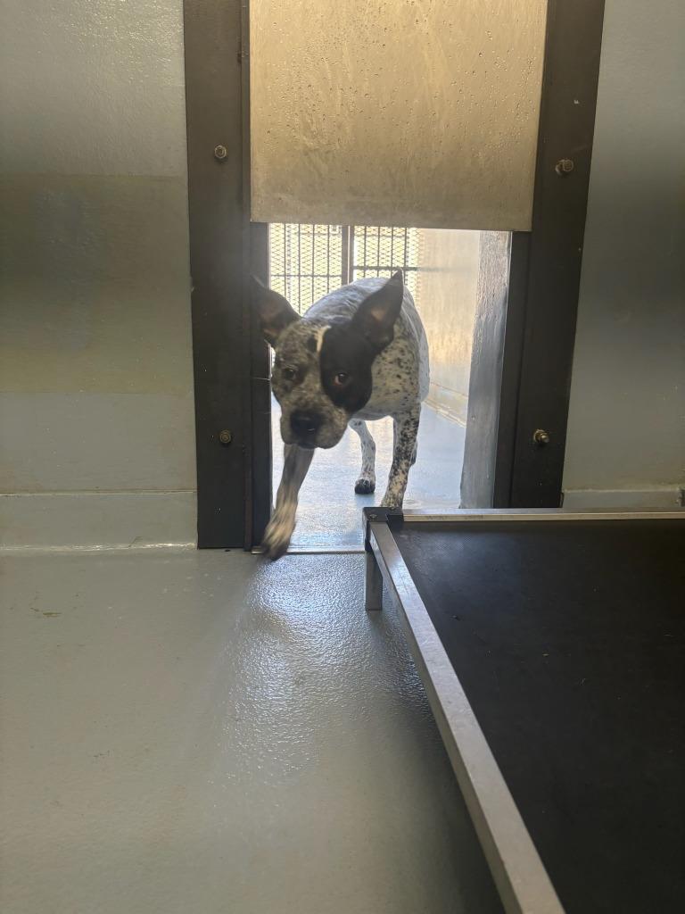 Ruger, Adoptable, Young Male Bluetick Coonhound & Pit Bull Terrier.