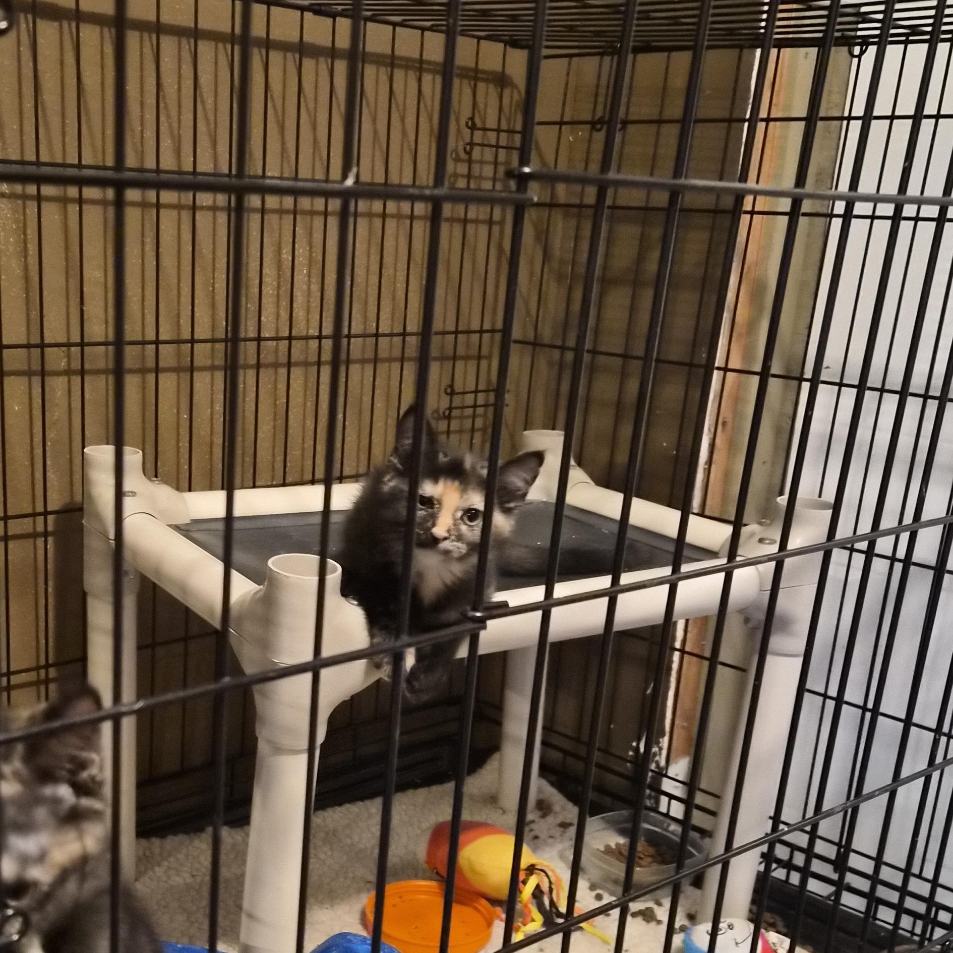 Terry, adopted, Kitten Female Torbie.