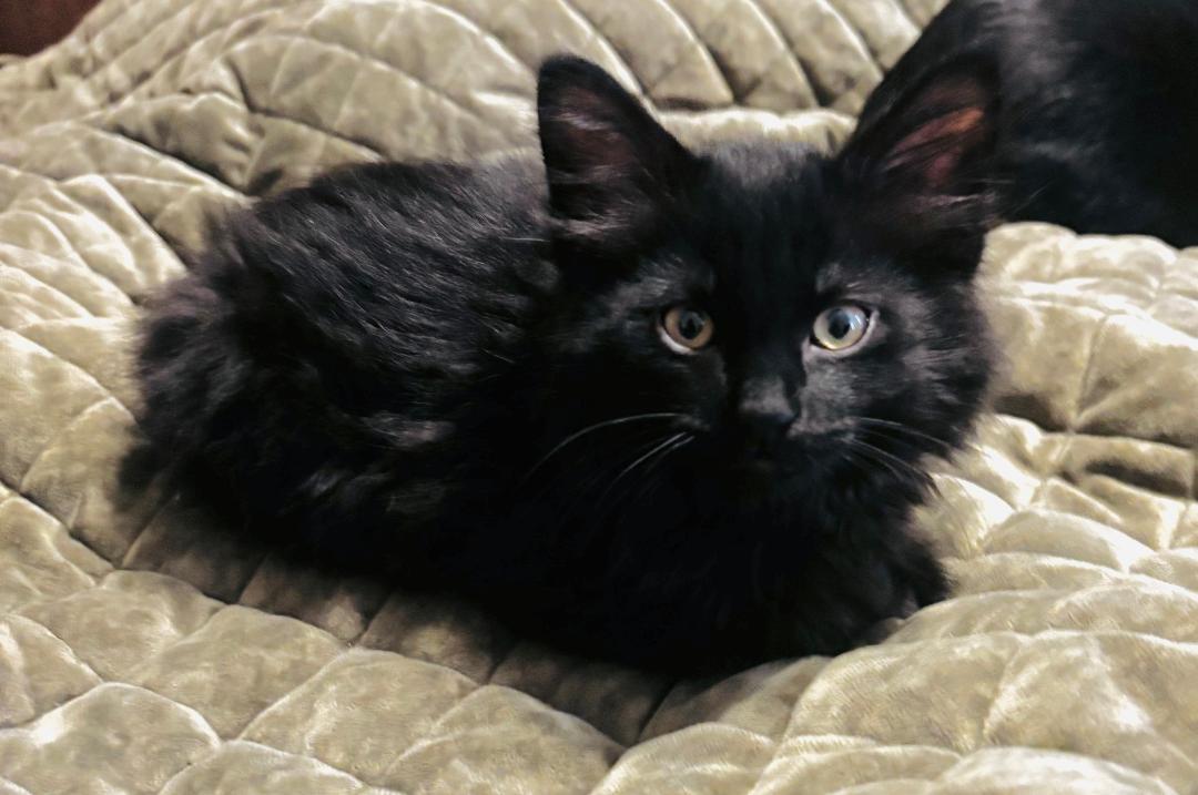 Licorice, an adopted Domestic Medium Hair in Mokena, IL image 2/2