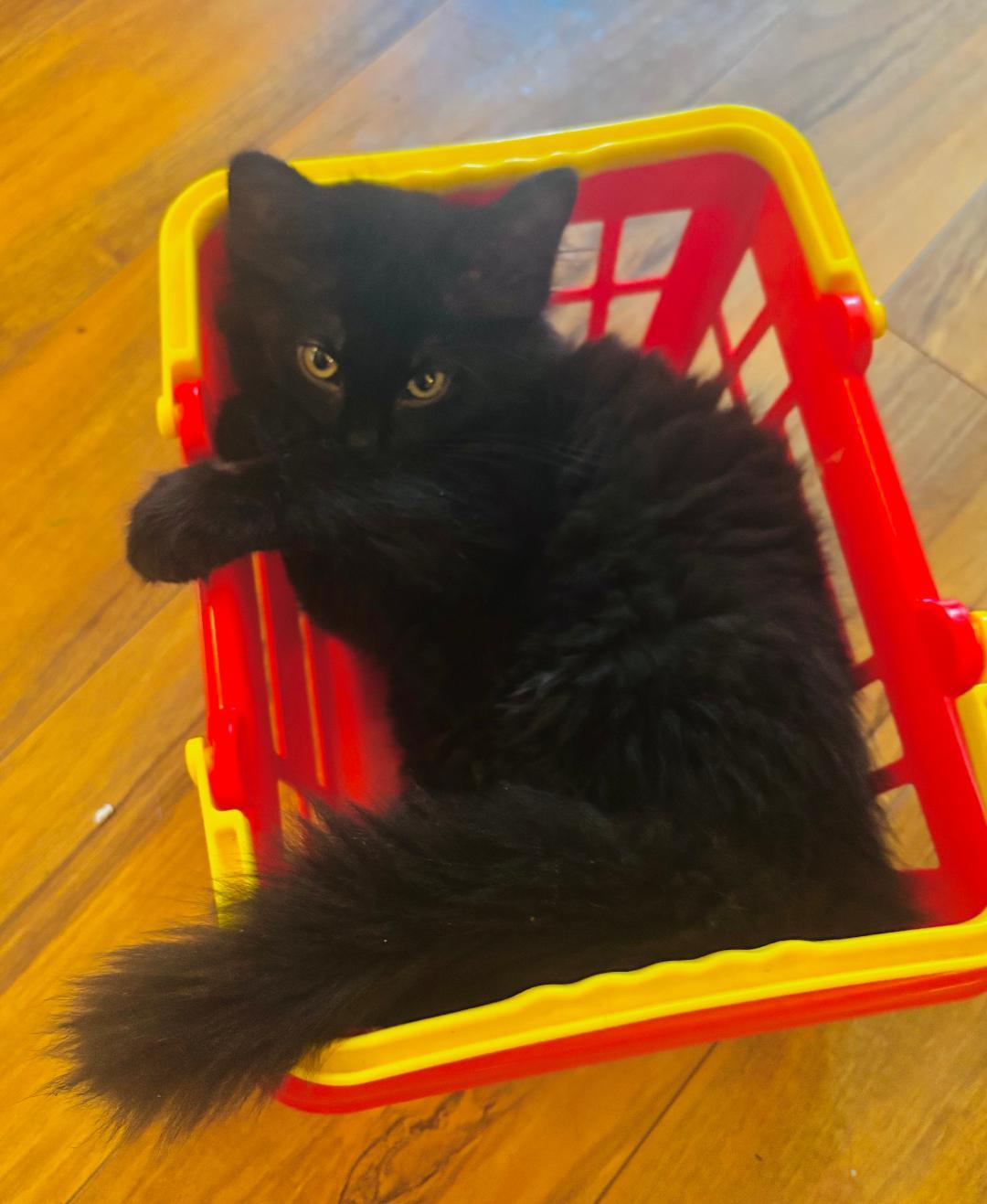 Licorice, adopted, Kitten Male Domestic Medium Hair.