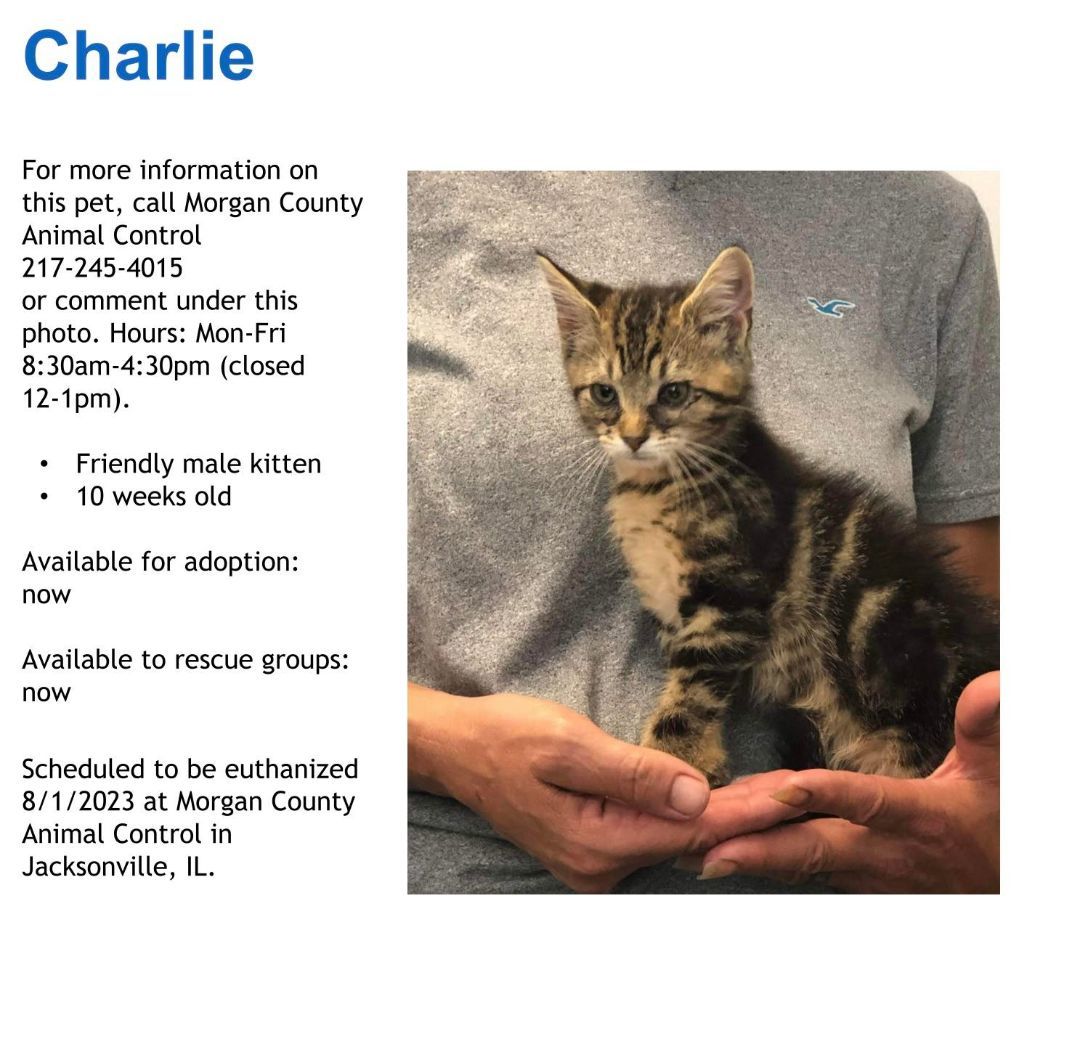Enlarge Charlie, a Adopted Domestic Short Hair in Jacksonville, IL image 1/1