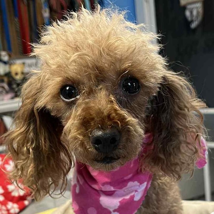 Sophie