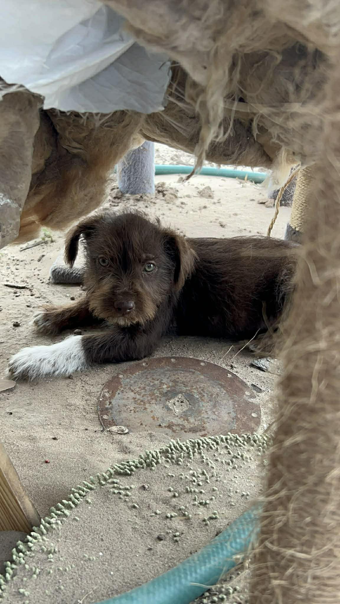 Enlarge Alfie, a ADOPTABLE mixed breed in Warrenton, VA image 5/5
