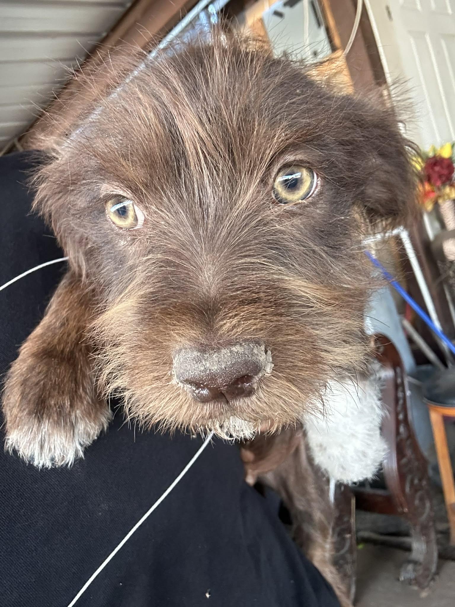 Enlarge Alfie, a ADOPTABLE mixed breed in Warrenton, VA image 1/5