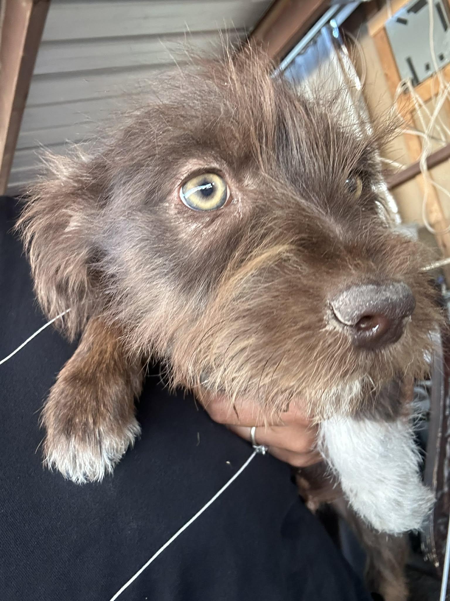 Enlarge Alfie, a ADOPTABLE mixed breed in Warrenton, VA image 3/5