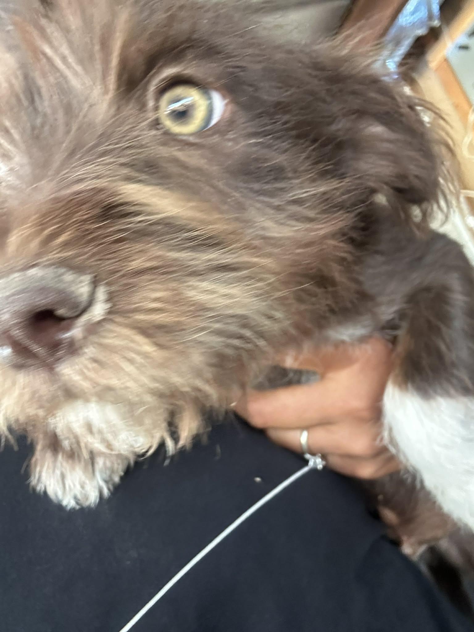 Enlarge Alfie, a ADOPTABLE mixed breed in Warrenton, VA image 4/5