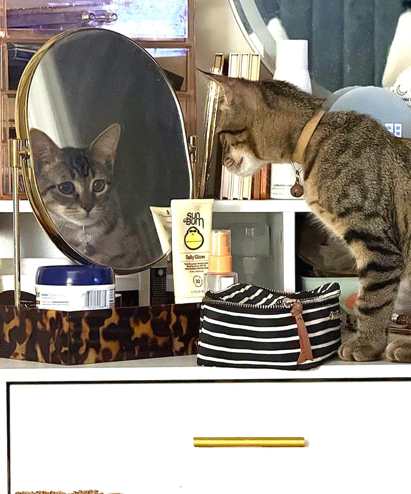 Enlarge Sophia, an adoptable Domestic Short Hair in Greenville, NC image 2/6