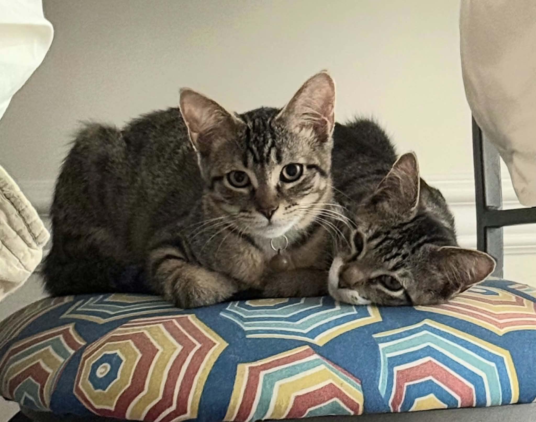 Sophia, an adoptable Domestic Short Hair in Greenville, NC image 3/4