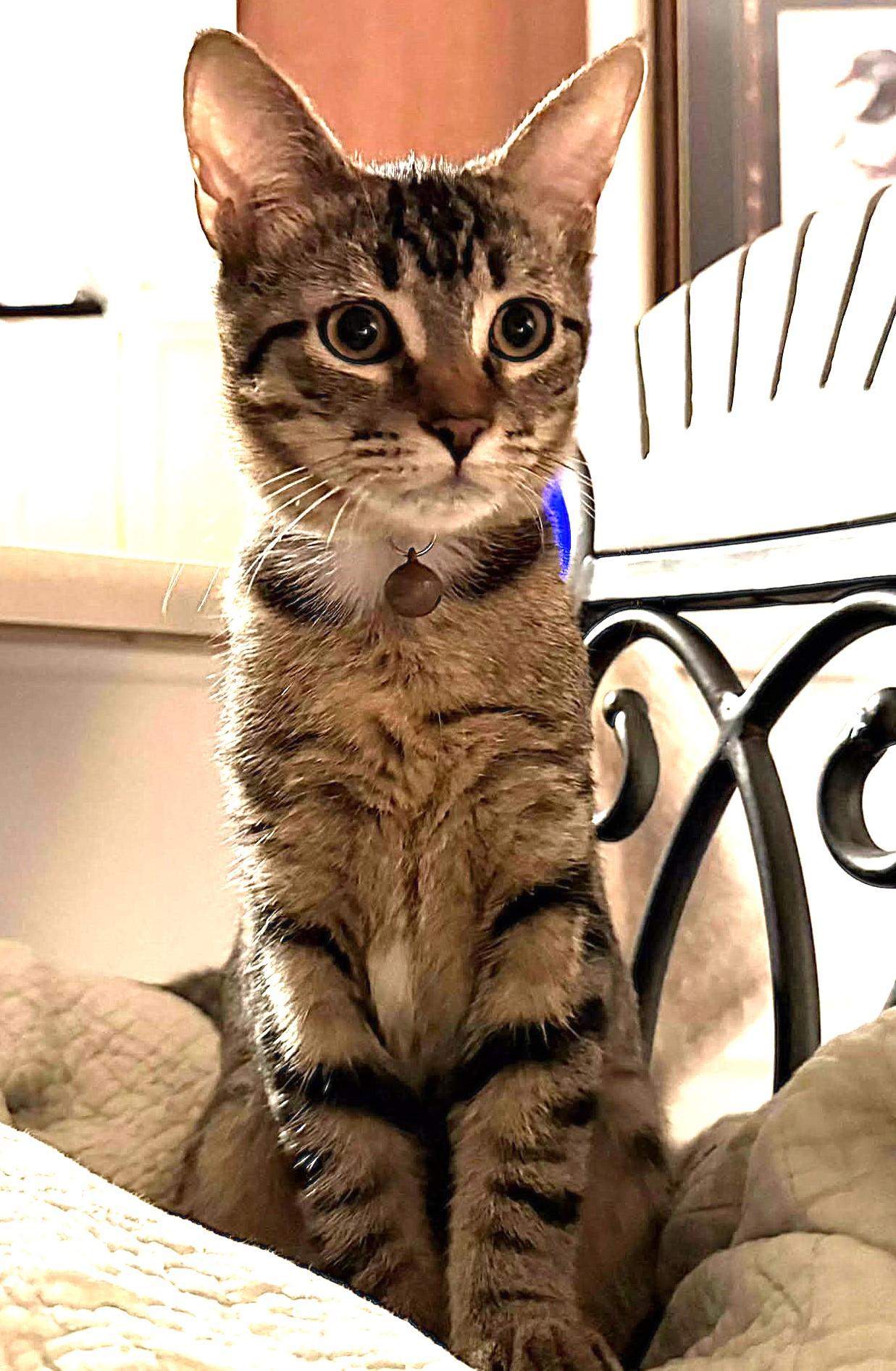 Sophia, adoptable, Kitten Male Domestic Short Hair.