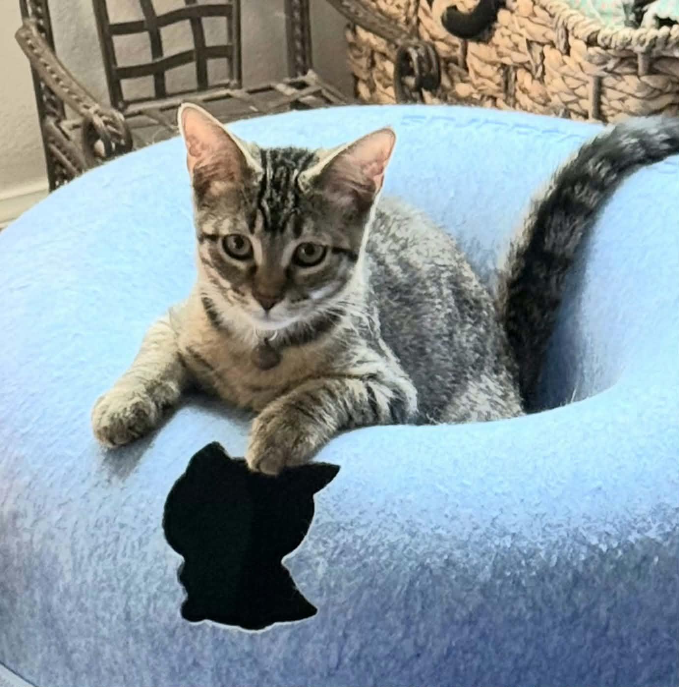 Sophia, adoptable, Kitten Male Domestic Short Hair.