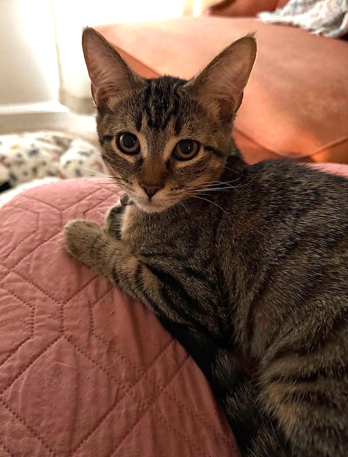 Enlarge Sophia, an adoptable Domestic Short Hair in Greenville, NC image 5/6