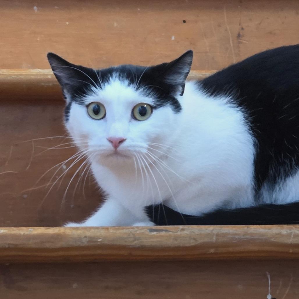 Kinnison, Adoptable, Young Female Domestic Short Hair.