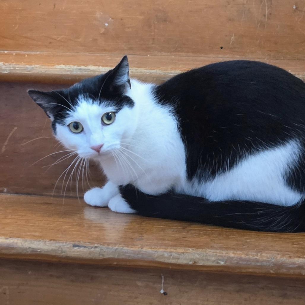 Enlarge Kinnison, a Adoptable Domestic Short Hair in Brimfield, MA image 2/3