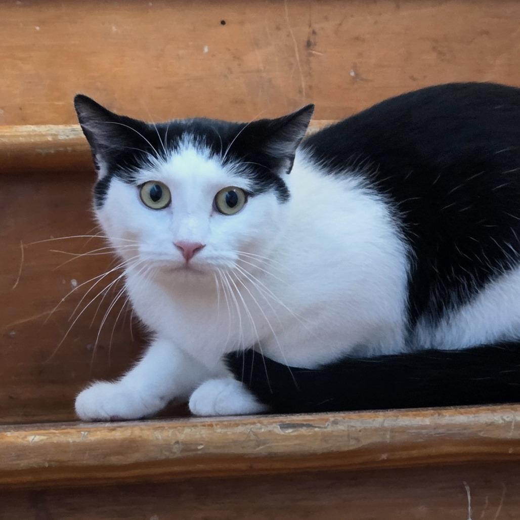 Enlarge Kinnison, a Adoptable Domestic Short Hair in Brimfield, MA image 3/3