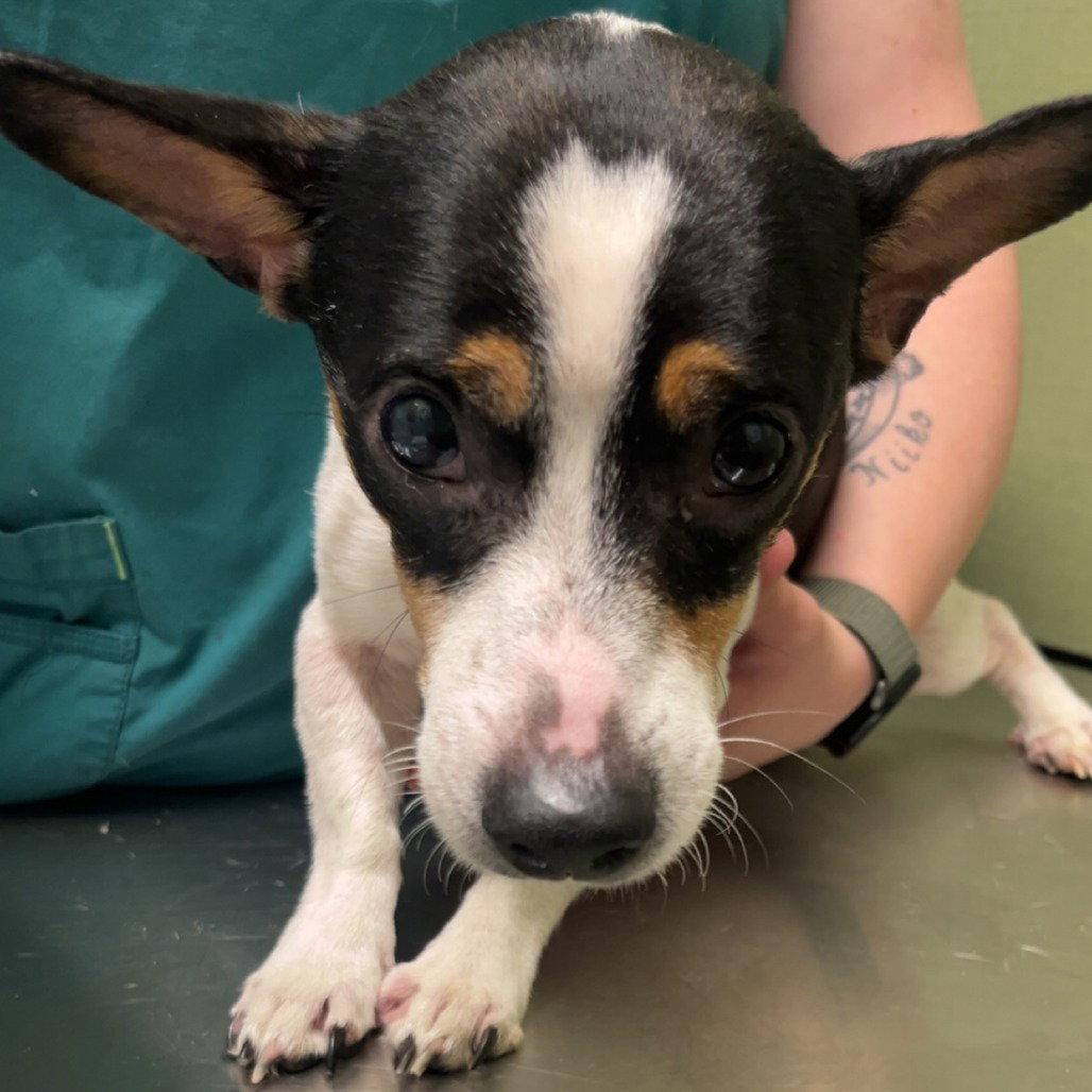 QUORA, Adopted, Adult Male Chihuahua & Terrier.