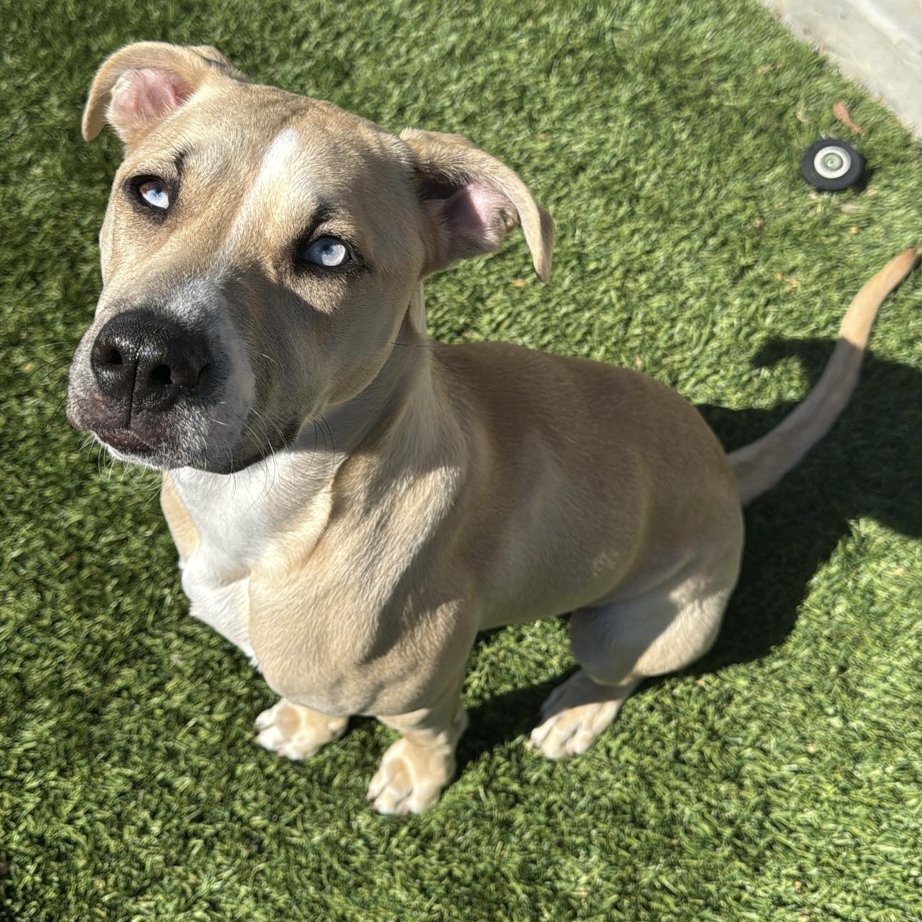 Scout — thumbnail 3