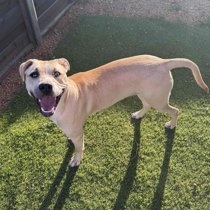 Scout — thumbnail 6