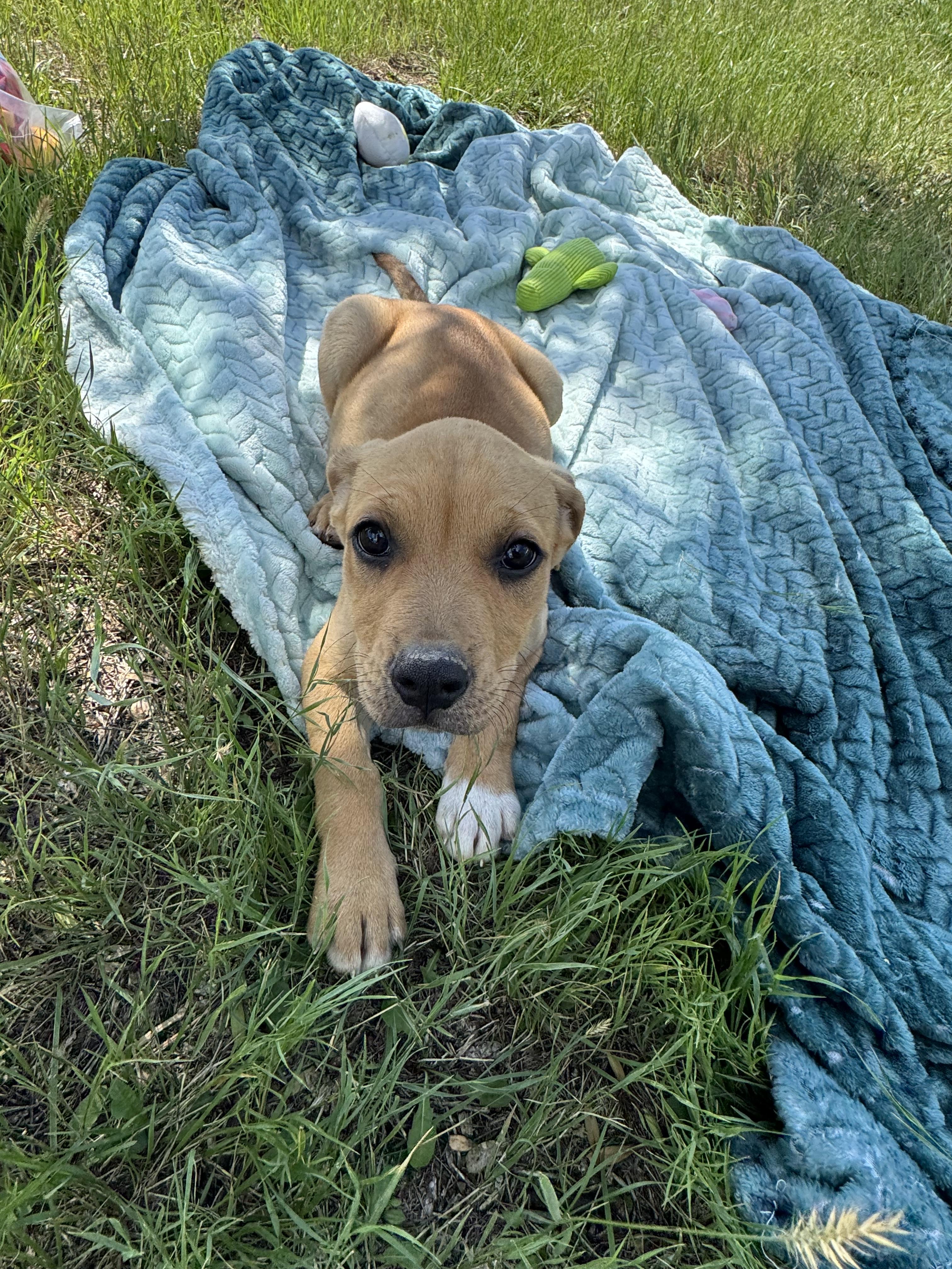 Smidge, Adopted, Young Female Mixed Breed.
