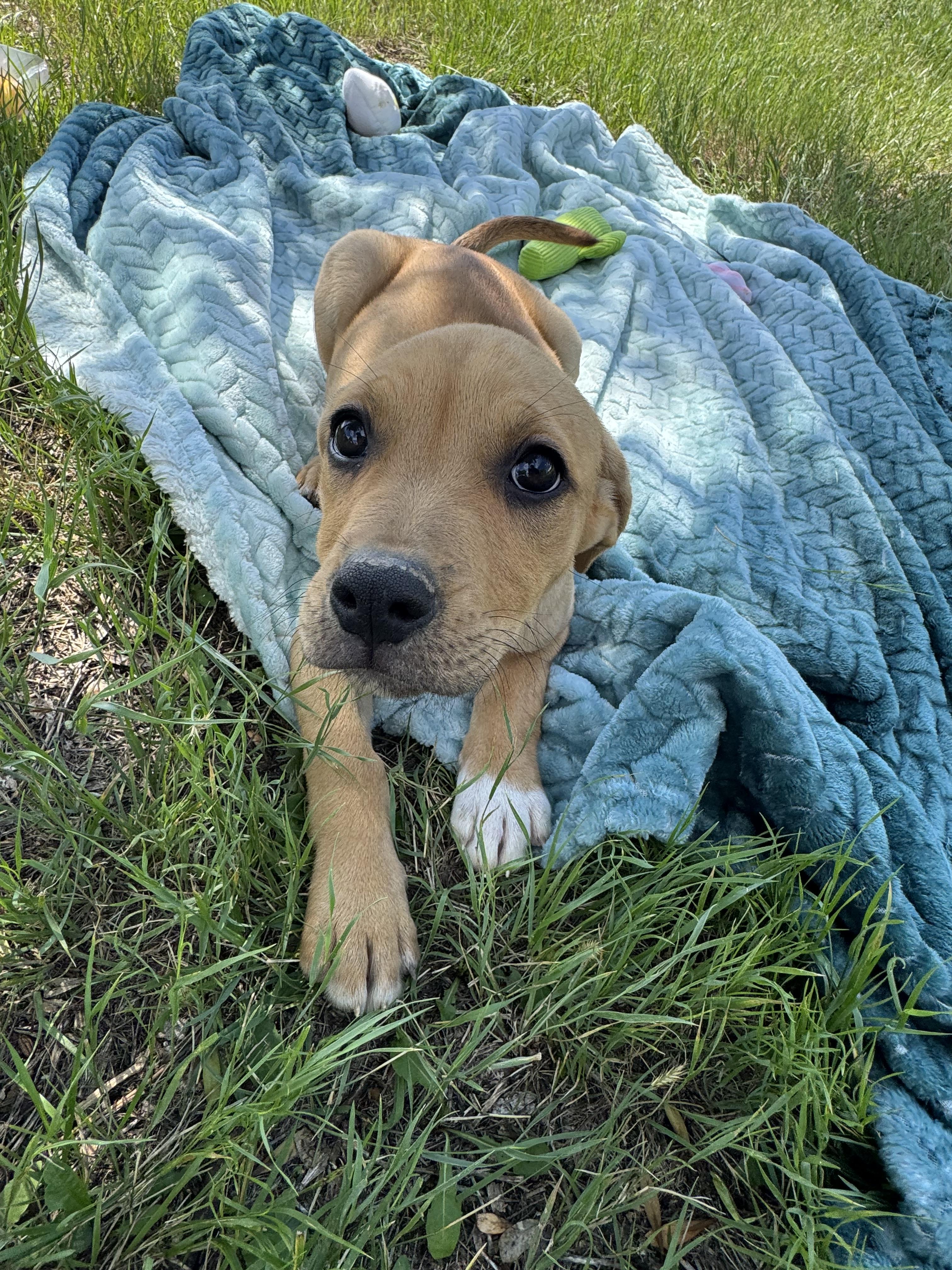Enlarge Smidge, a Adopted mixed breed in Havre, MT image 2/3