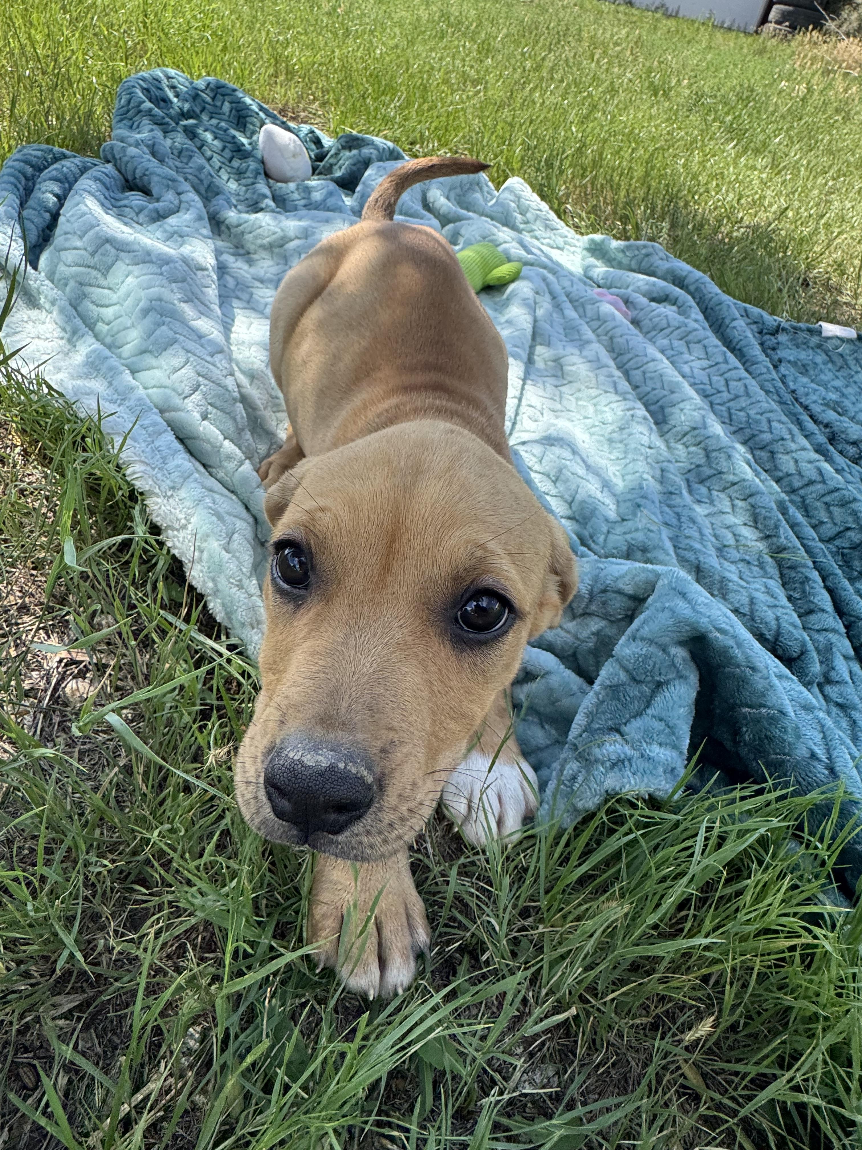 Enlarge Smidge, a Adopted mixed breed in Havre, MT image 3/3