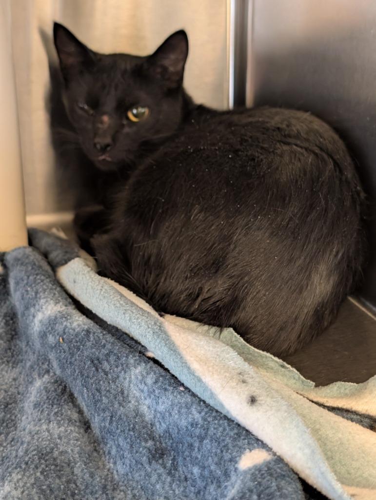 Enlarge Tiber 1, a Adoptable mixed breed in Havre, MT image 1/1