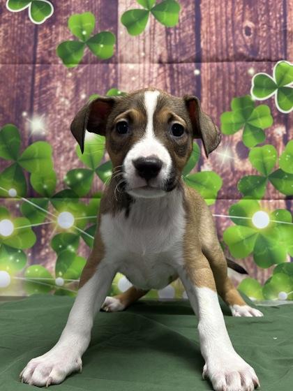 Rosie — thumbnail 2